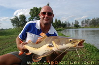 Red Tail Catfish en Thaïlande