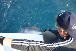 Andaman Giant Trevally release