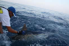 Isole Andamane, rilascio di un marlin
