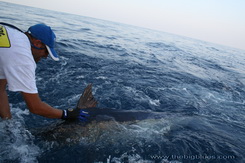 Las islas Andaman, lanzamiento del marlin