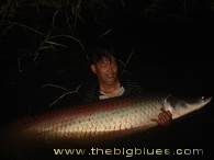 Arapaima