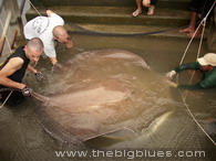 Giant Freshwater Stingray