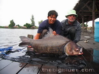 Carpa Gigante de Siam, pesca en Bangkok, Tailandia