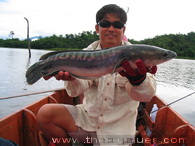 Poisson Tête de Serpent Géant, pêche au leurre Thaïlande