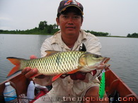 Jungle Perch, pesca a spinning en Tailandia