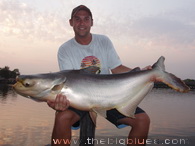 Giant Mekong Catfish
