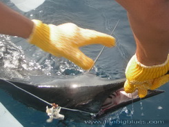 Phuket sailfish release